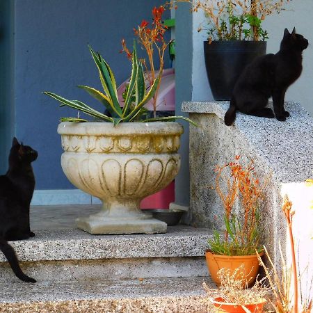 Green Garden Guesthouse Σκόδρα Εξωτερικό φωτογραφία